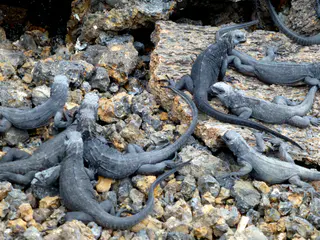 Juvenile Marine Iguanas everywhere!