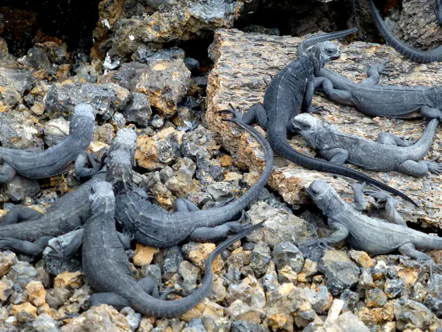 Juvenile Marine Iguanas everywhere!