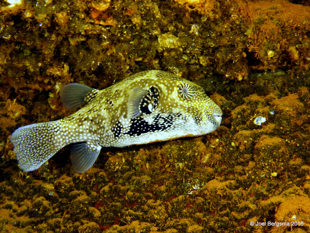 Underwater photograph by Joel Bergsma
