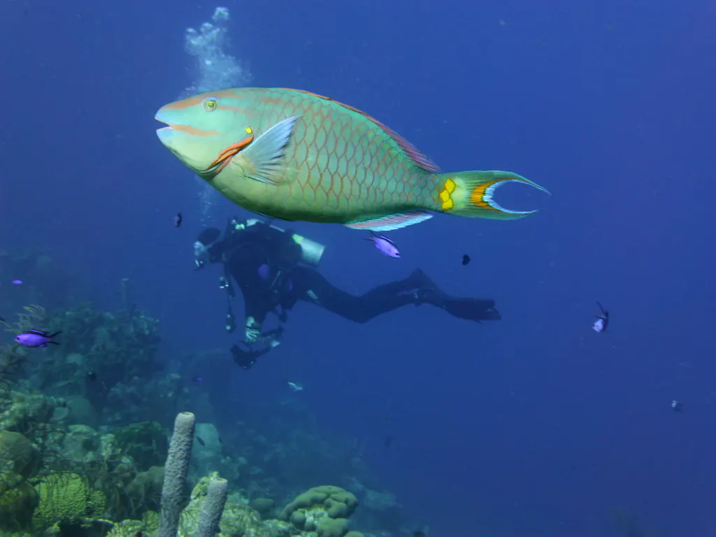 Bonaire underwater photograph, 2013