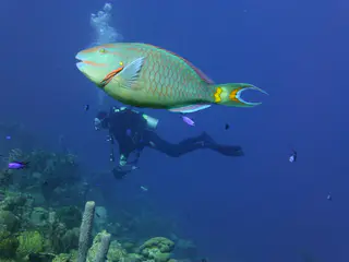Underwater photograph by Joel Bergsma