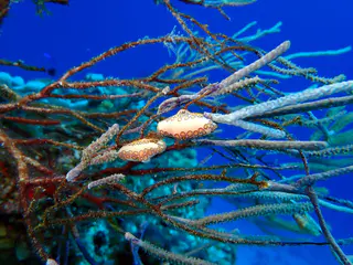 Underwater photograph by Joel Bergsma