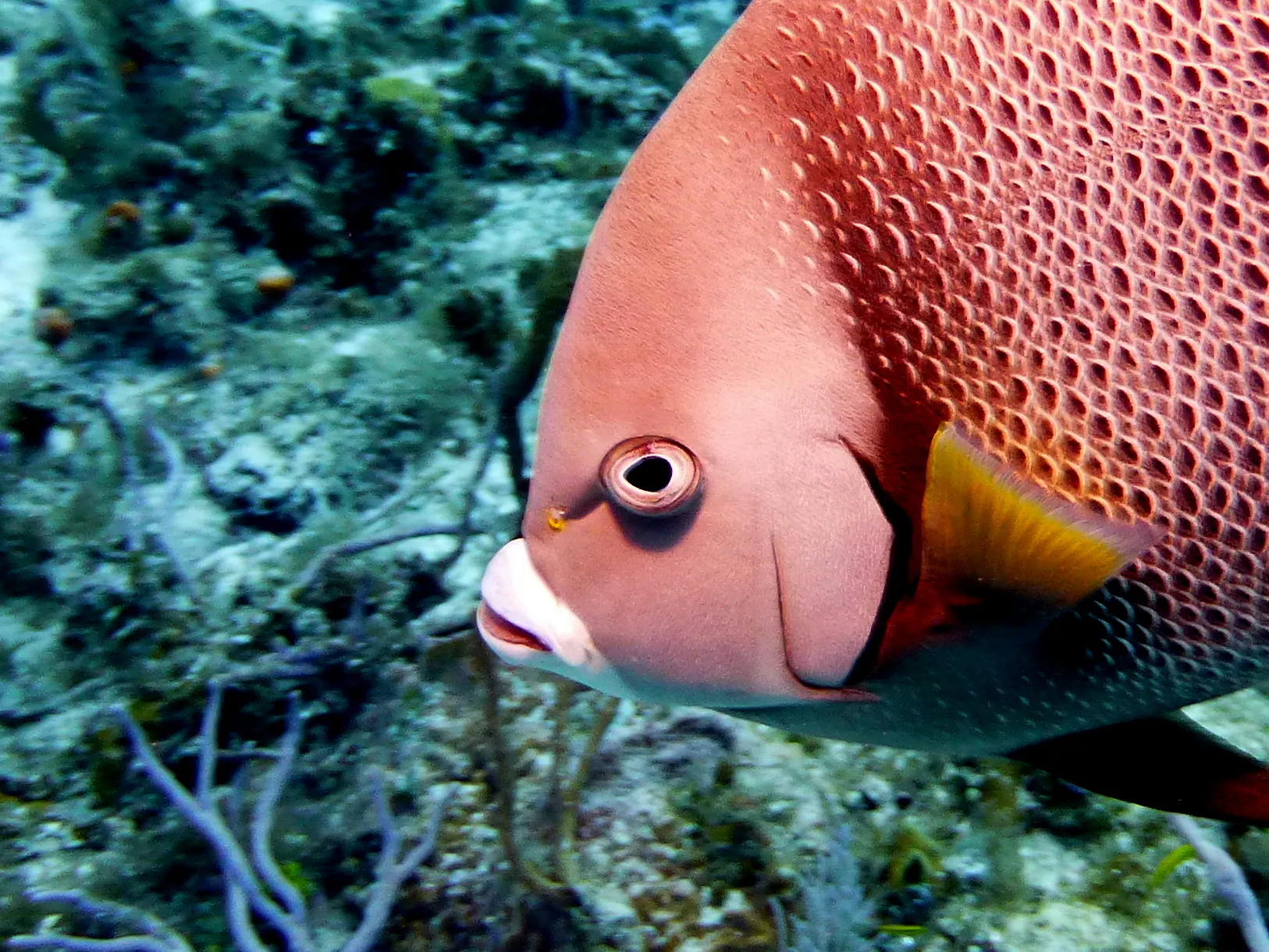 Angelfish, Cozumel, 2013