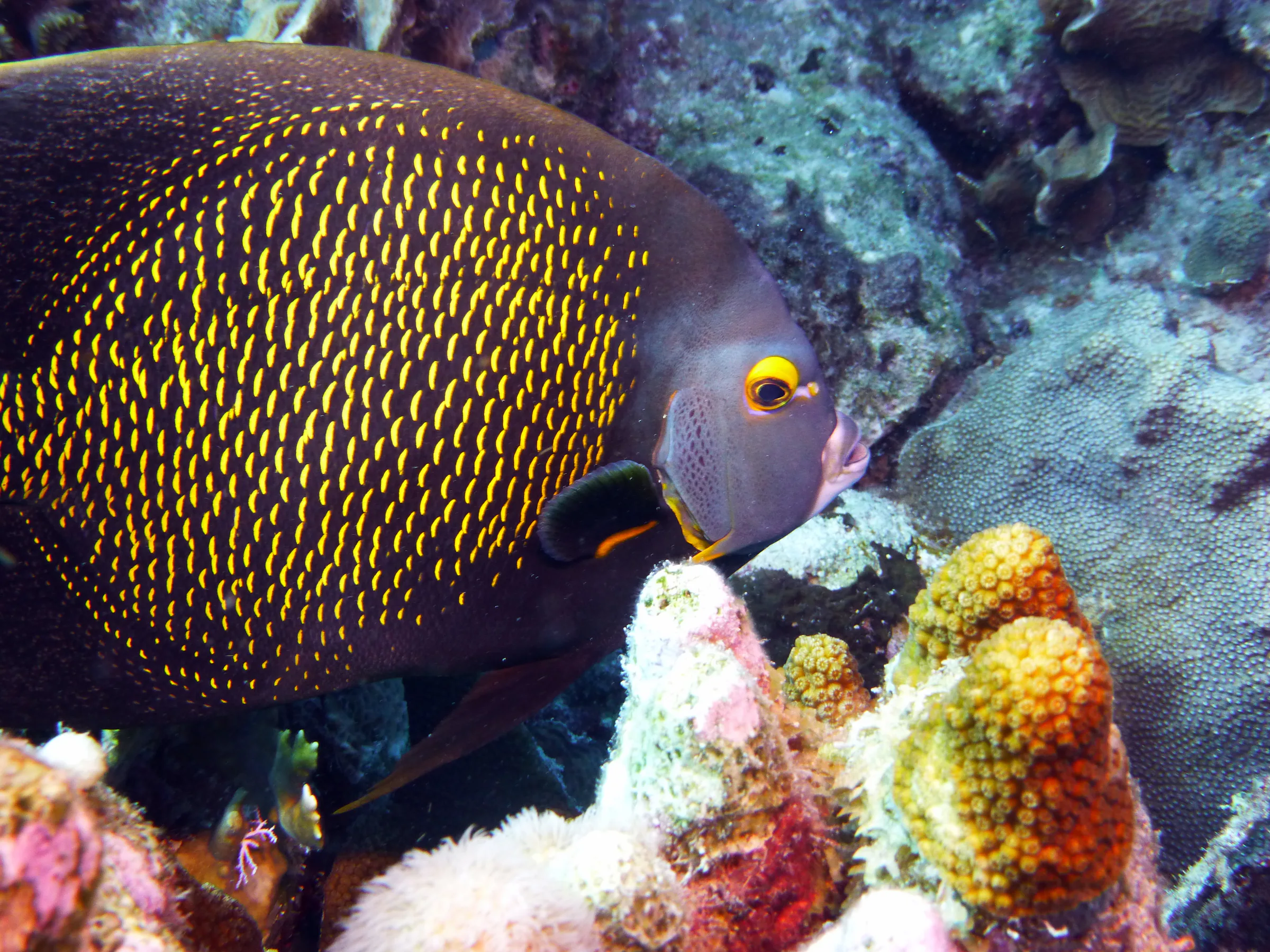 French Angelfish, Bonaire, 2013