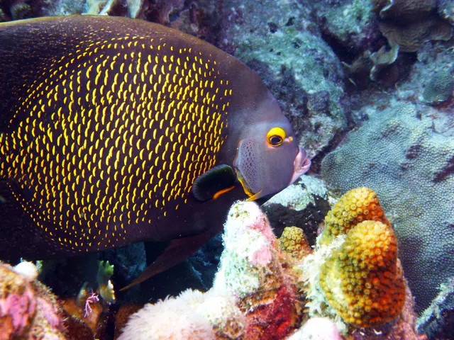 Underwater photograph by Joel Bergsma
