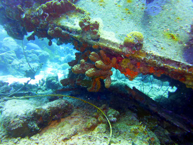 Underwater photograph by Joel Bergsma