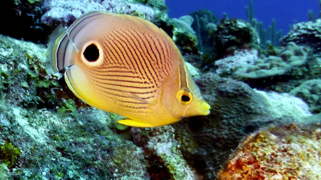 Underwater photograph by Joel Bergsma