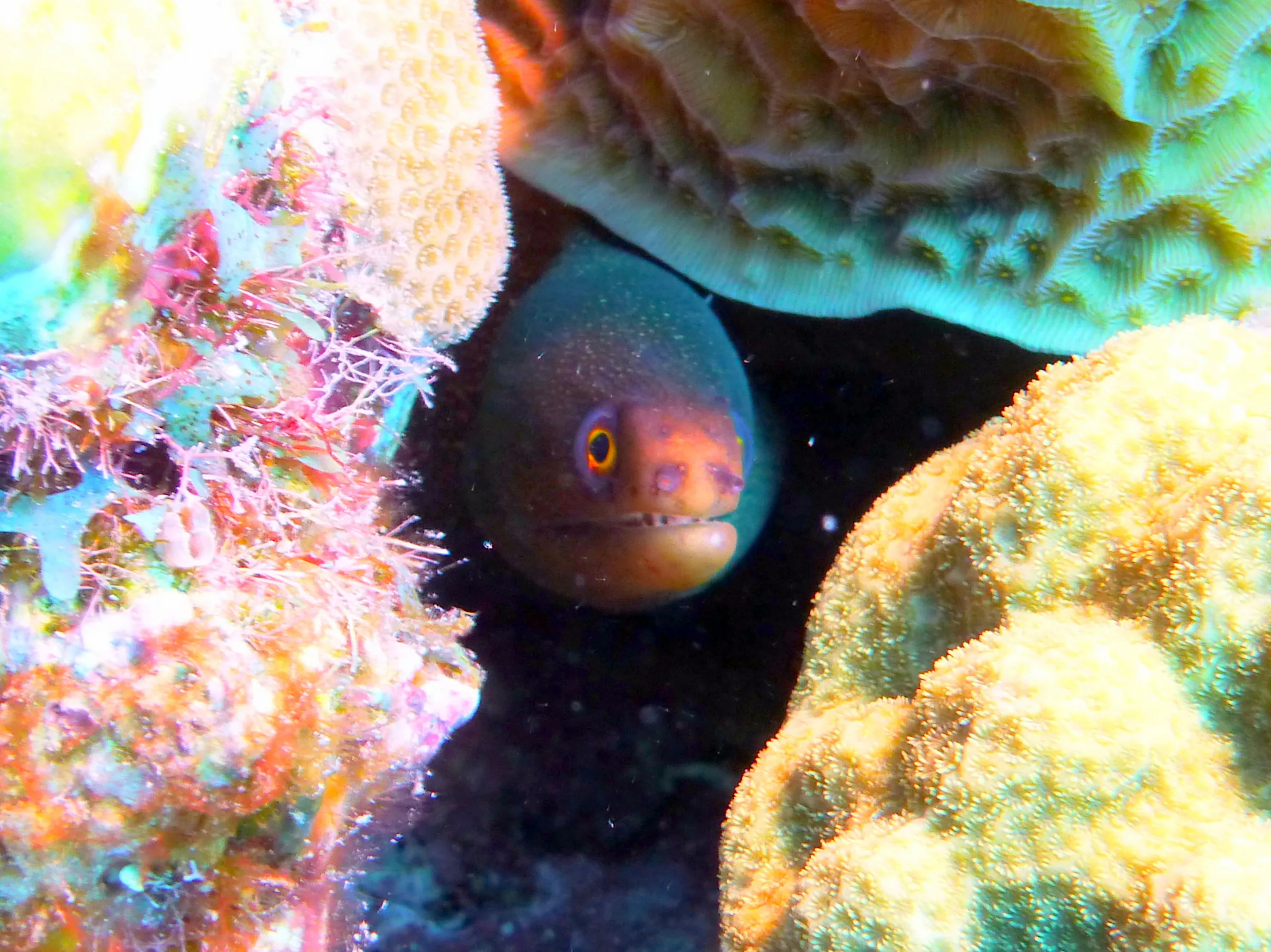 Bonaire underwater photograph, 2013