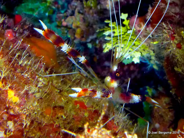 Underwater photograph by Joel Bergsma