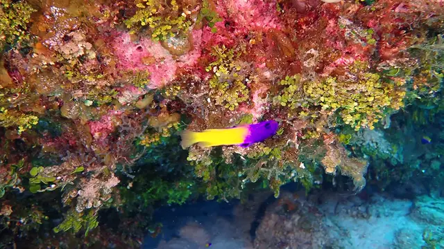 Fairy Basslet