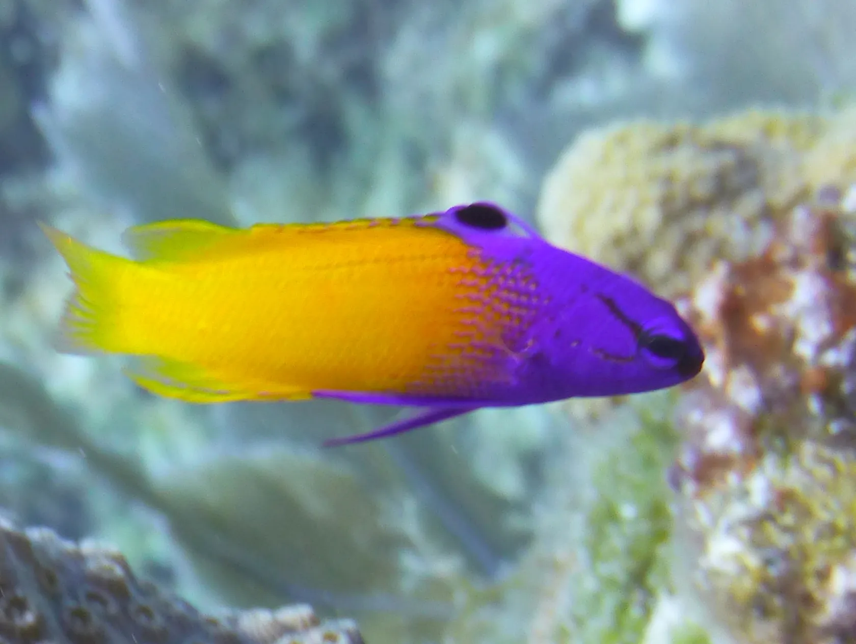 Fairy Basslet, Cayman Islands, 2014