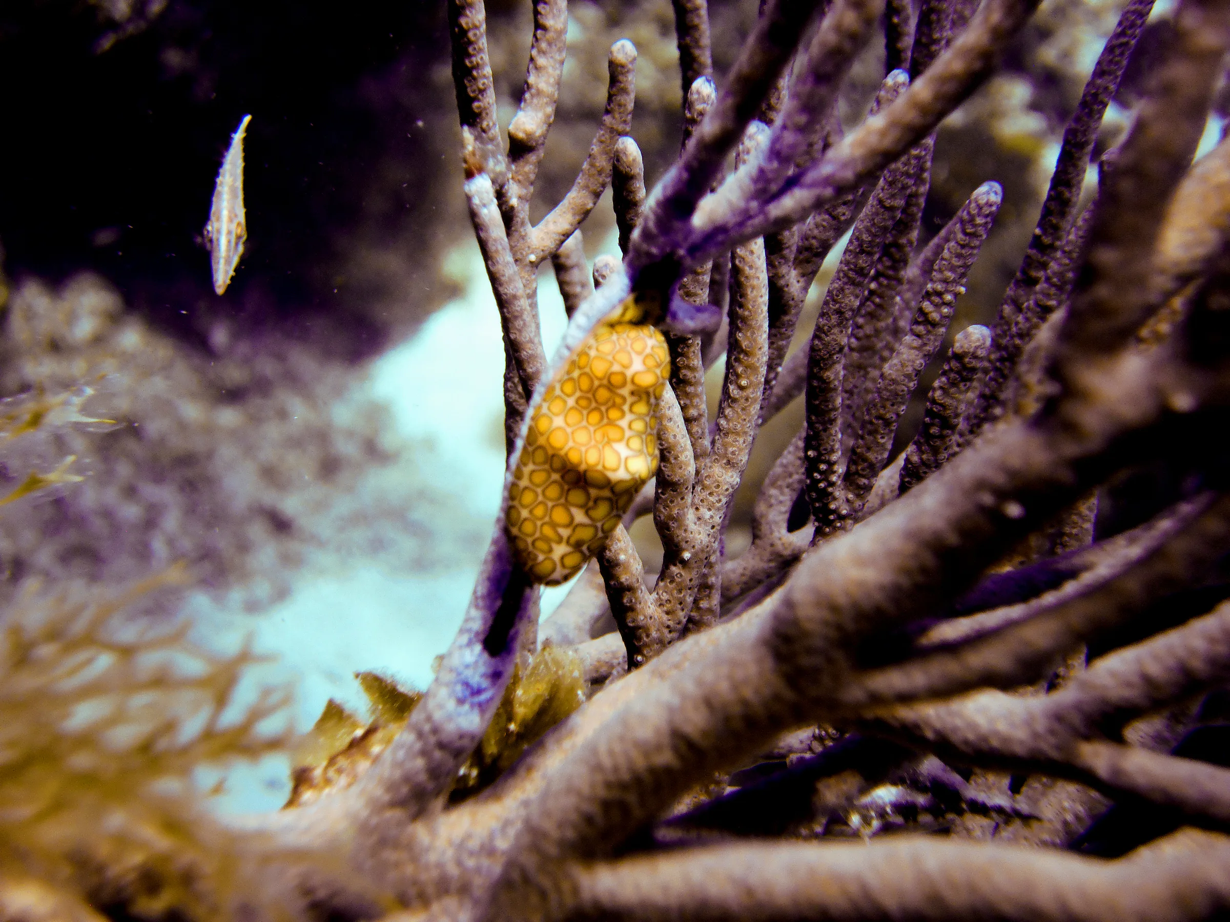 Flamingo Tongue Cowry