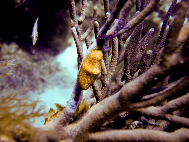Flamingo Tongue Cowry