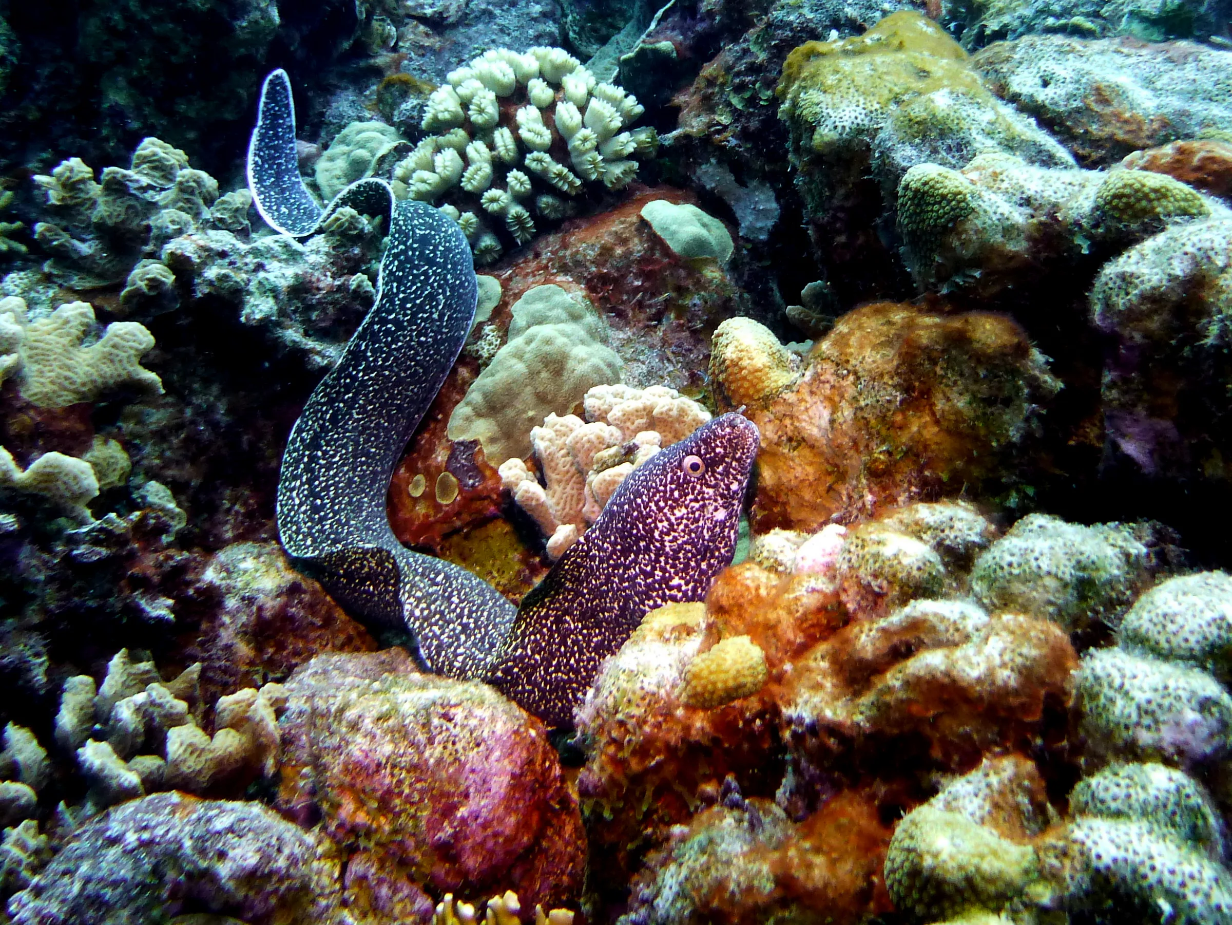Spotted Moray Eel, Bonaire, 2013
