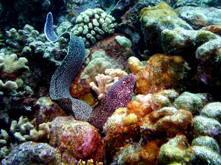 Underwater photograph by Joel Bergsma