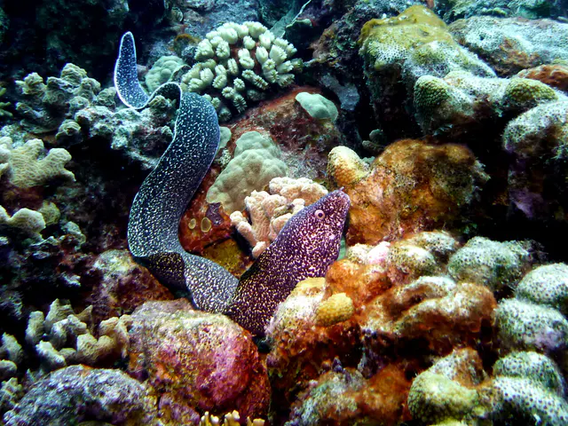 Underwater photograph by Joel Bergsma