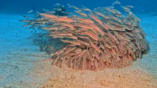 Underwater photograph by Joel Bergsma