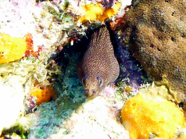 Underwater photograph by Joel Bergsma