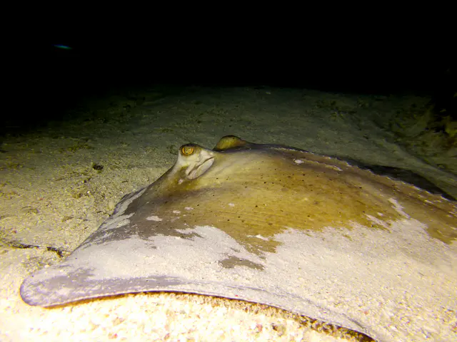 Underwater photograph by Joel Bergsma