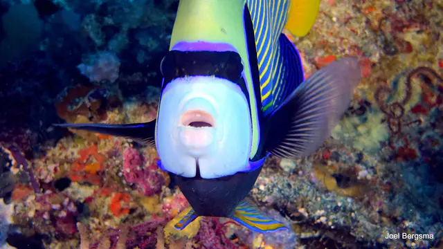 Underwater photograph by Joel Bergsma