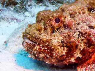 Underwater photograph by Joel Bergsma