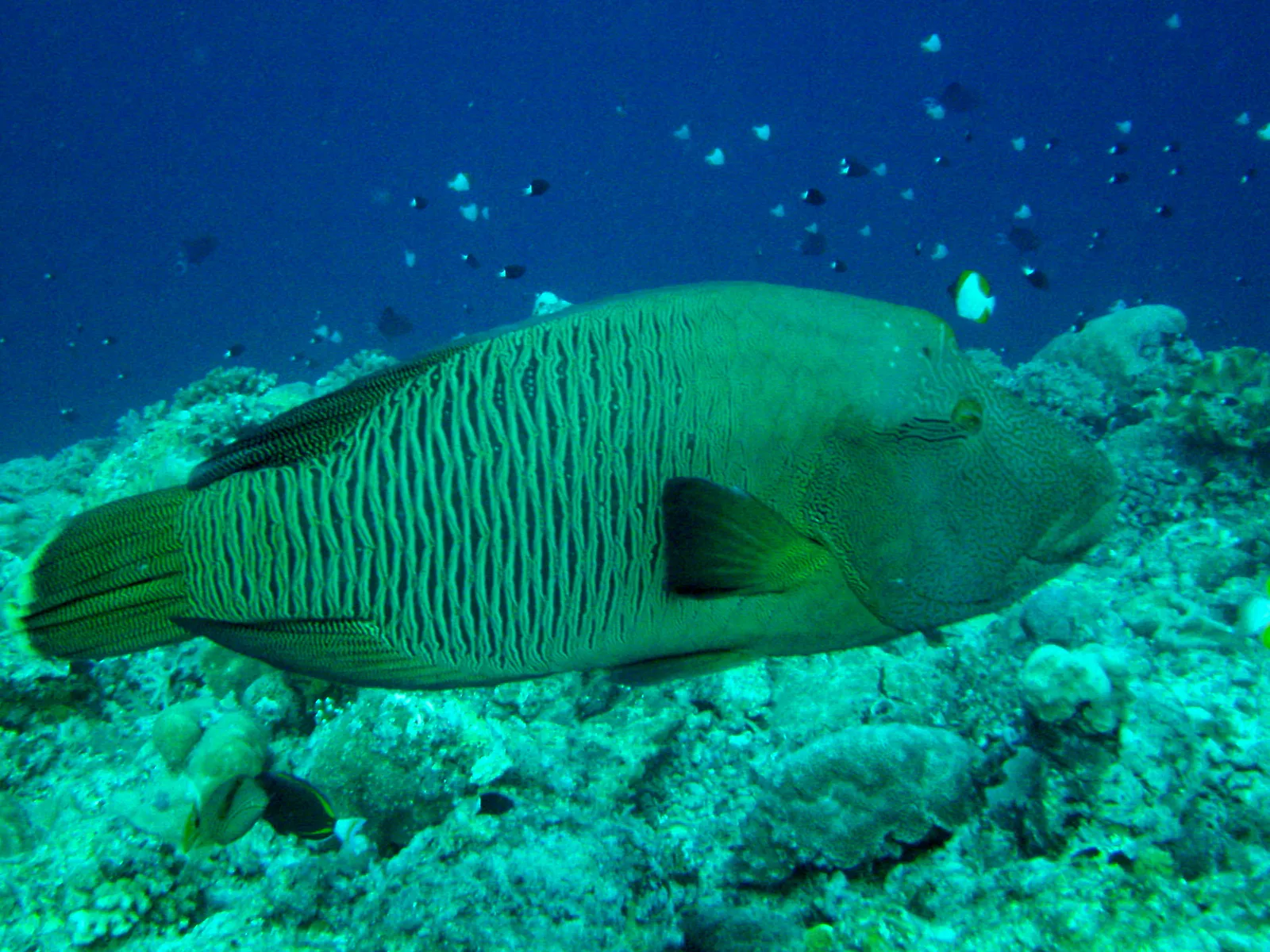 Napoleon Wrasse, a large colorful fish, aka Humphead Wrasse.  Before it, on the right of the photo, swims a Pryamid Butterflyfish.  See Gerald Allen, et al, Reef Fish Identification - Tropical Pacific (2003) at page 193.