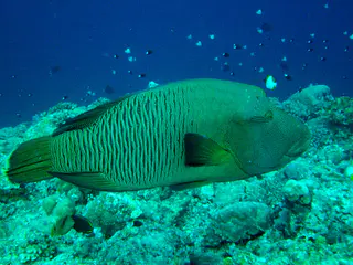 Napoleon Wrasse, a large colorful fish, aka Humphead Wrasse.  Before it, on the right of the photo, swims a Pryamid Butterflyfish.  See Gerald Allen, et al, Reef Fish Identification - Tropical Pacific (2003) at page 193.