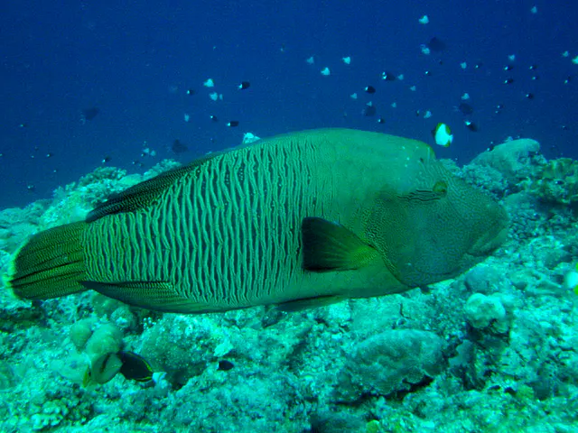 Napoleon Wrasse, a large colorful fish, aka Humphead Wrasse.  Before it, on the right of the photo, swims a Pryamid Butterflyfish.  See Gerald Allen, et al, Reef Fish Identification - Tropical Pacific (2003) at page 193.