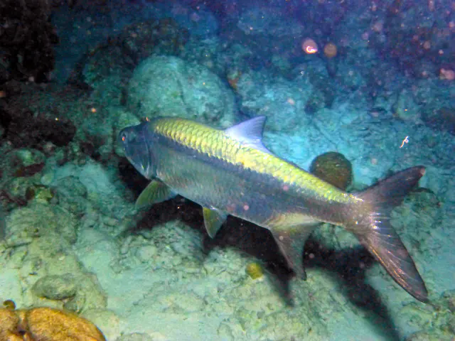 Underwater photograph by Joel Bergsma