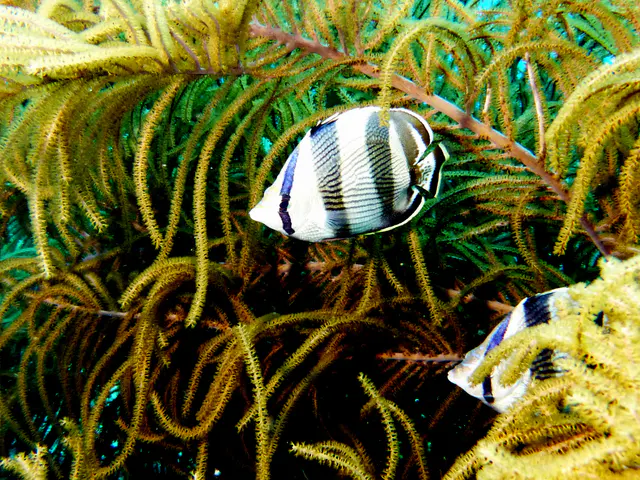 Underwater photograph by Joel Bergsma
