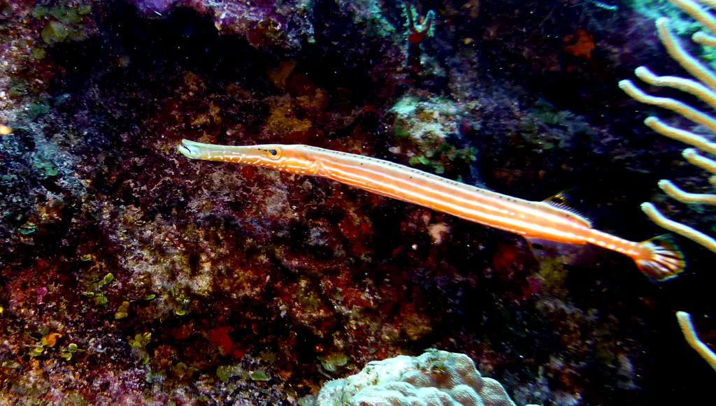 Underwater photograph by Joel Bergsma