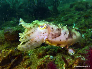 Underwater photograph by Joel Bergsma