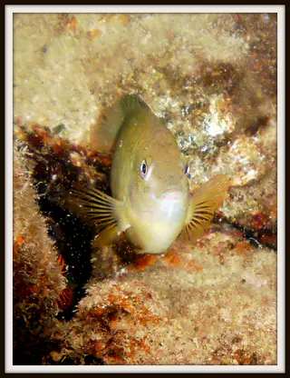 Small reef fish eyes me warily.