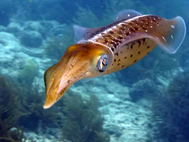Underwater photograph by Joel Bergsma