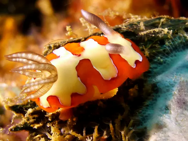 Underwater photograph by Joel Bergsma