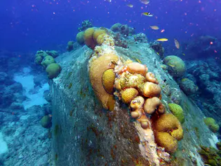 Underwater photograph by Joel Bergsma