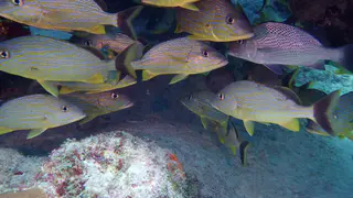 Underwater photograph by Joel Bergsma