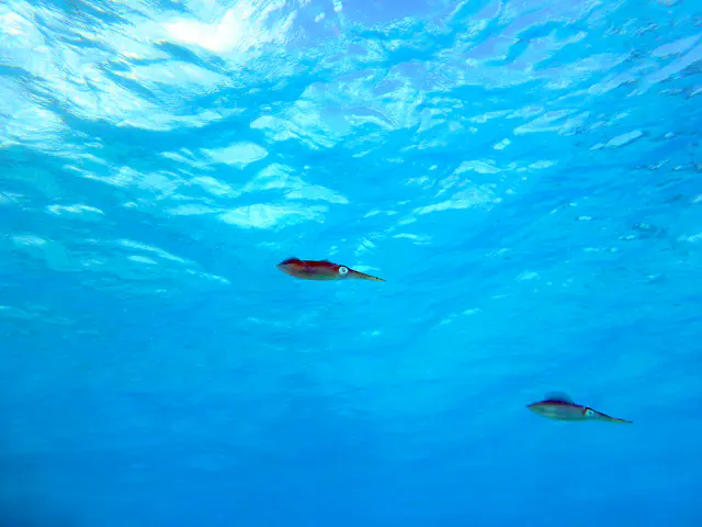 Underwater photograph by Joel Bergsma