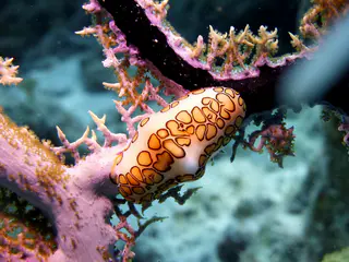 Underwater photograph by Joel Bergsma