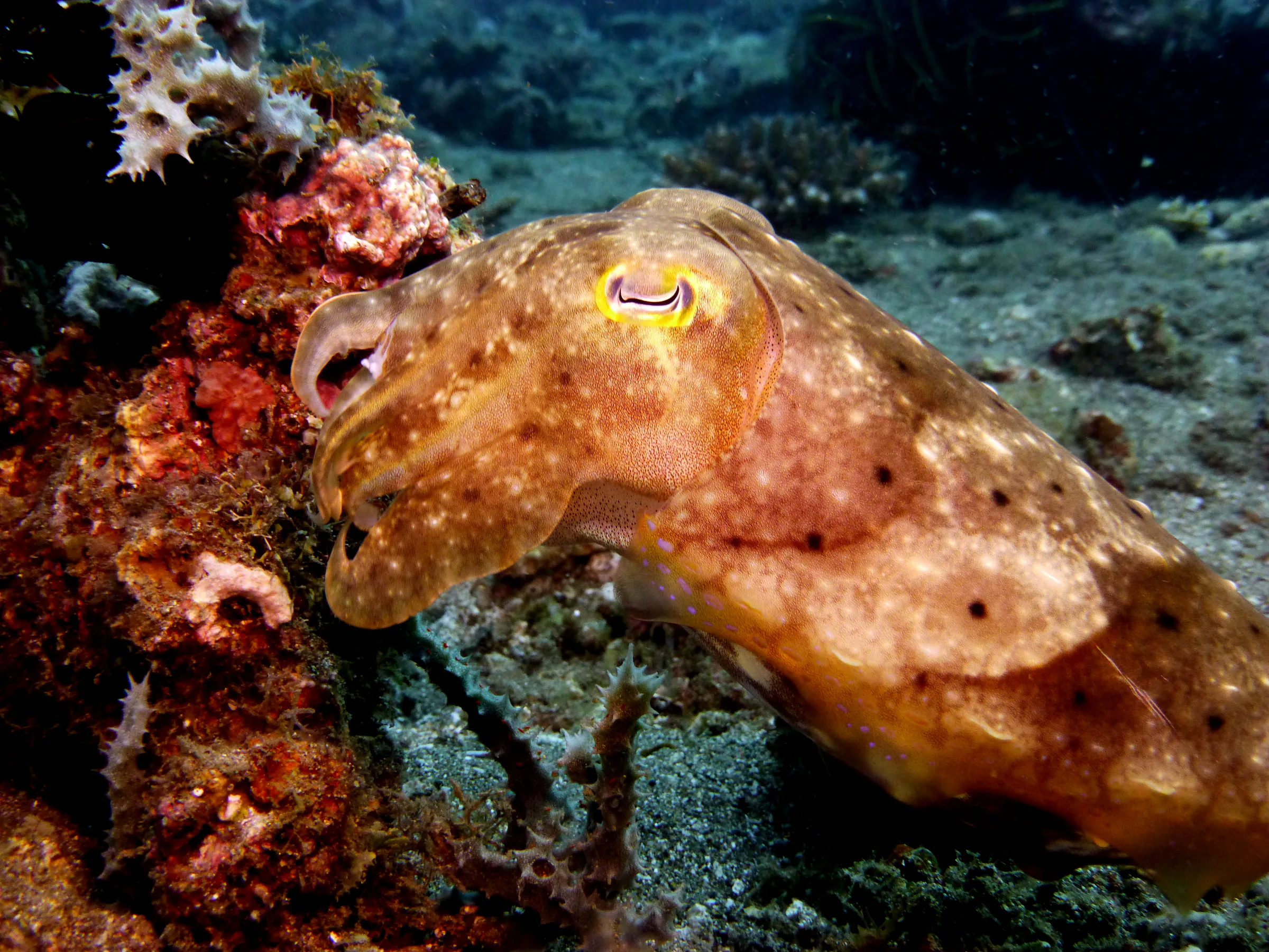 Cuttlefish, Philippines, 2014