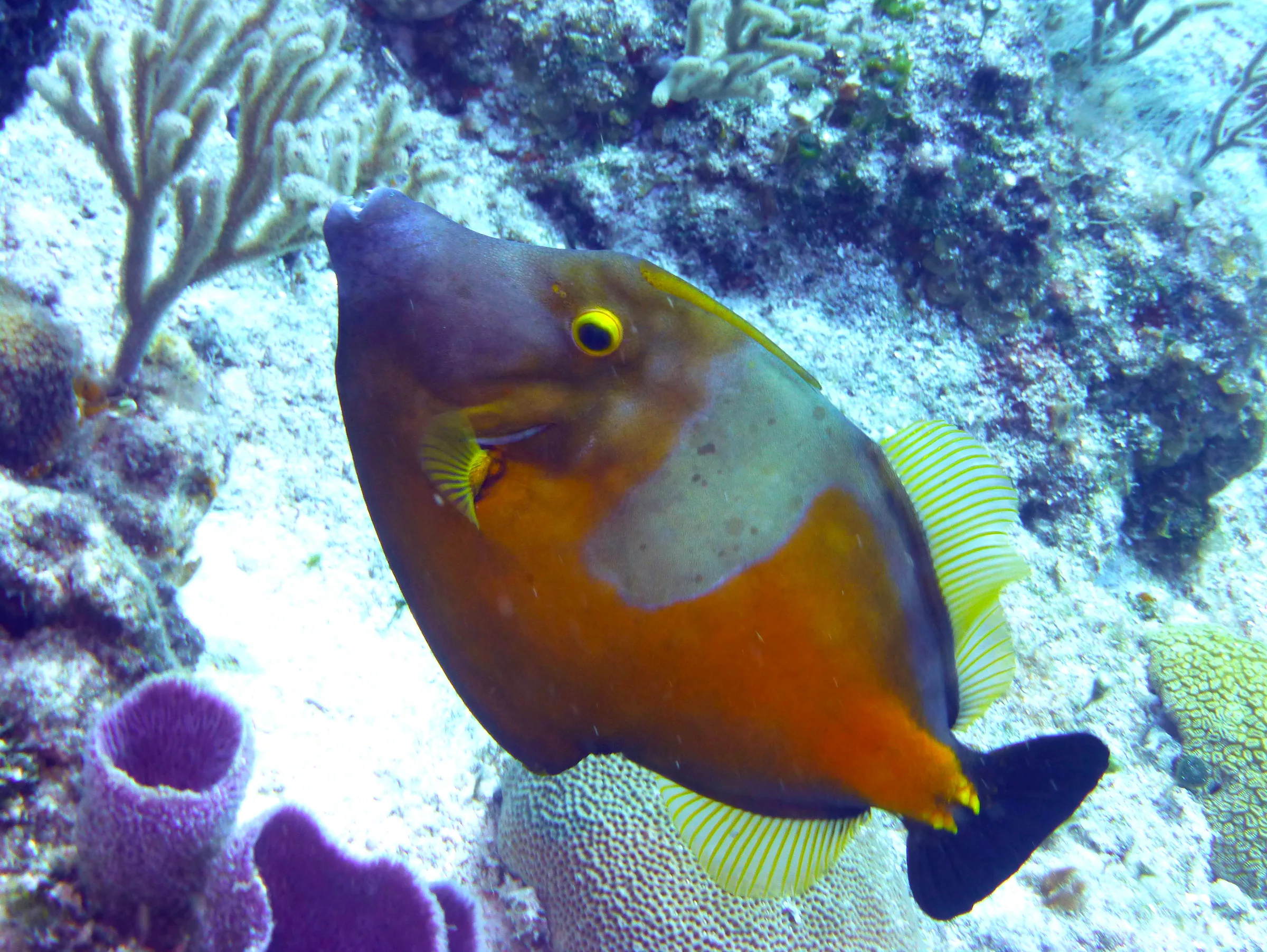 Unicornfish, Cozumel, 2013