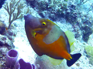 Underwater photograph by Joel Bergsma