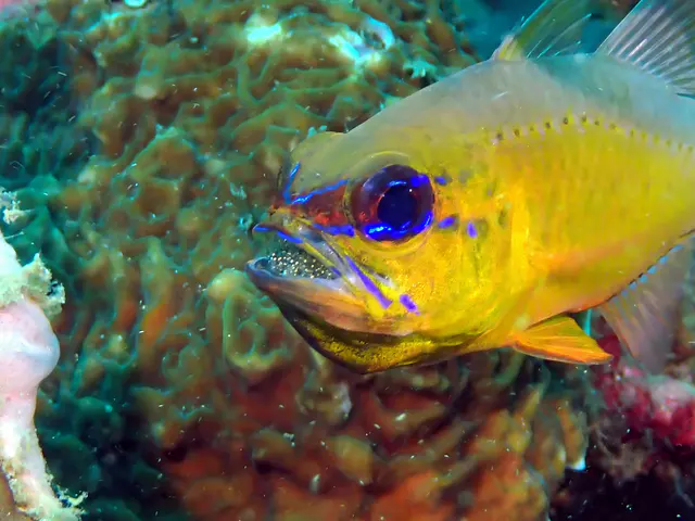 Underwater photograph by Joel Bergsma