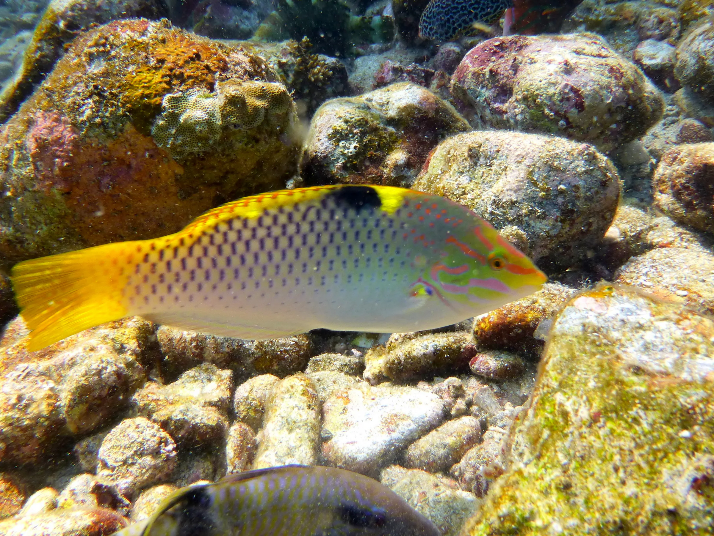 Parrotfish, Philippines, 2014
