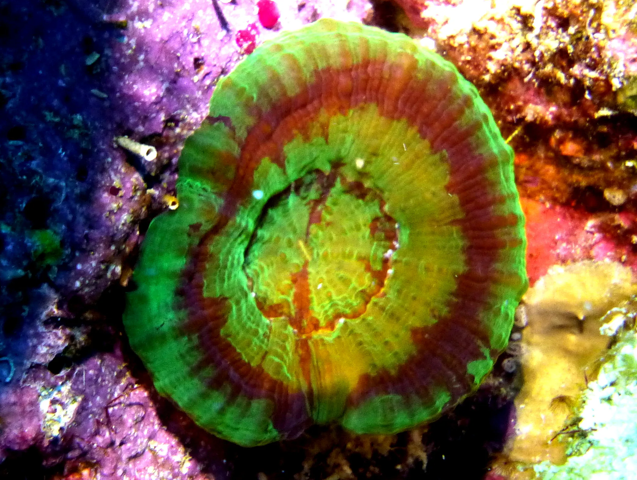 Bonaire underwater photograph, 2013