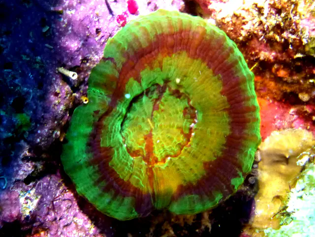 Underwater photograph by Joel Bergsma