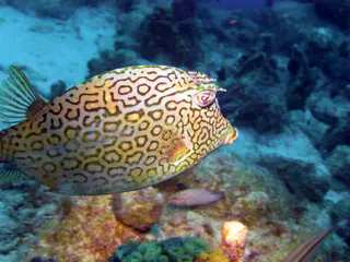 Underwater photograph by Joel Bergsma
