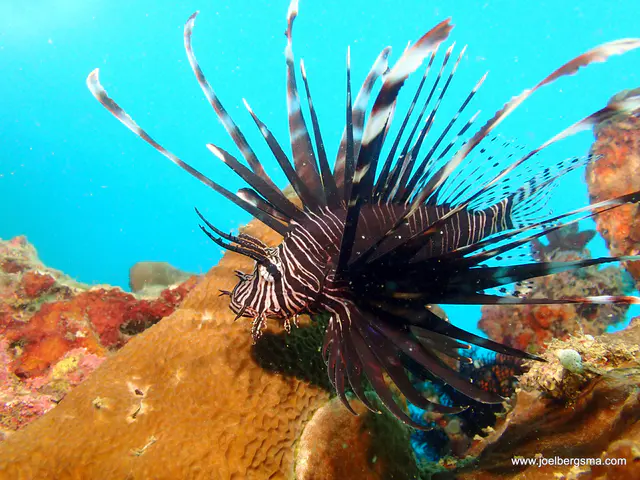 Underwater photograph by Joel Bergsma