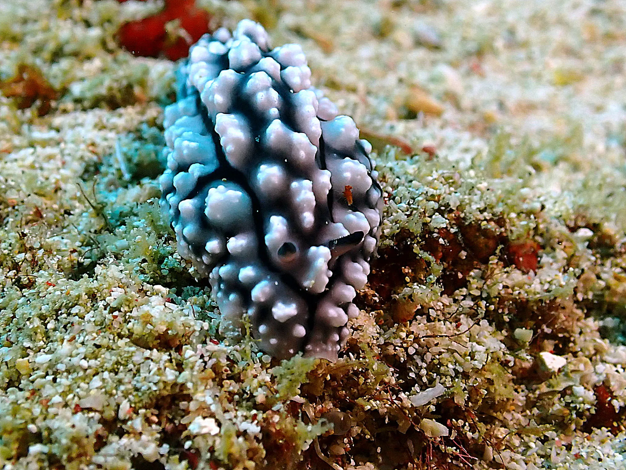 Philippines underwater photograph, 2022