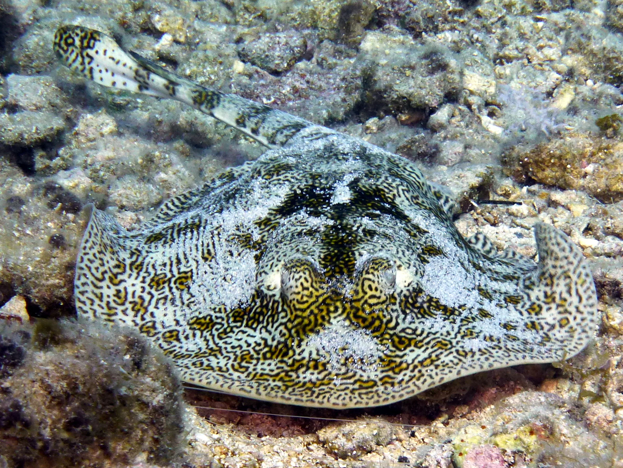 Yellow Stingray, Cozumel, 2013